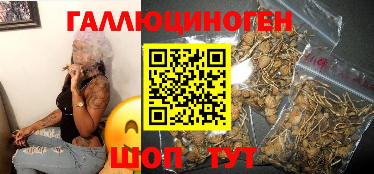 Десногорск  Галлюциногенные грибы Psilocybine cubensis  Вход с VPN 